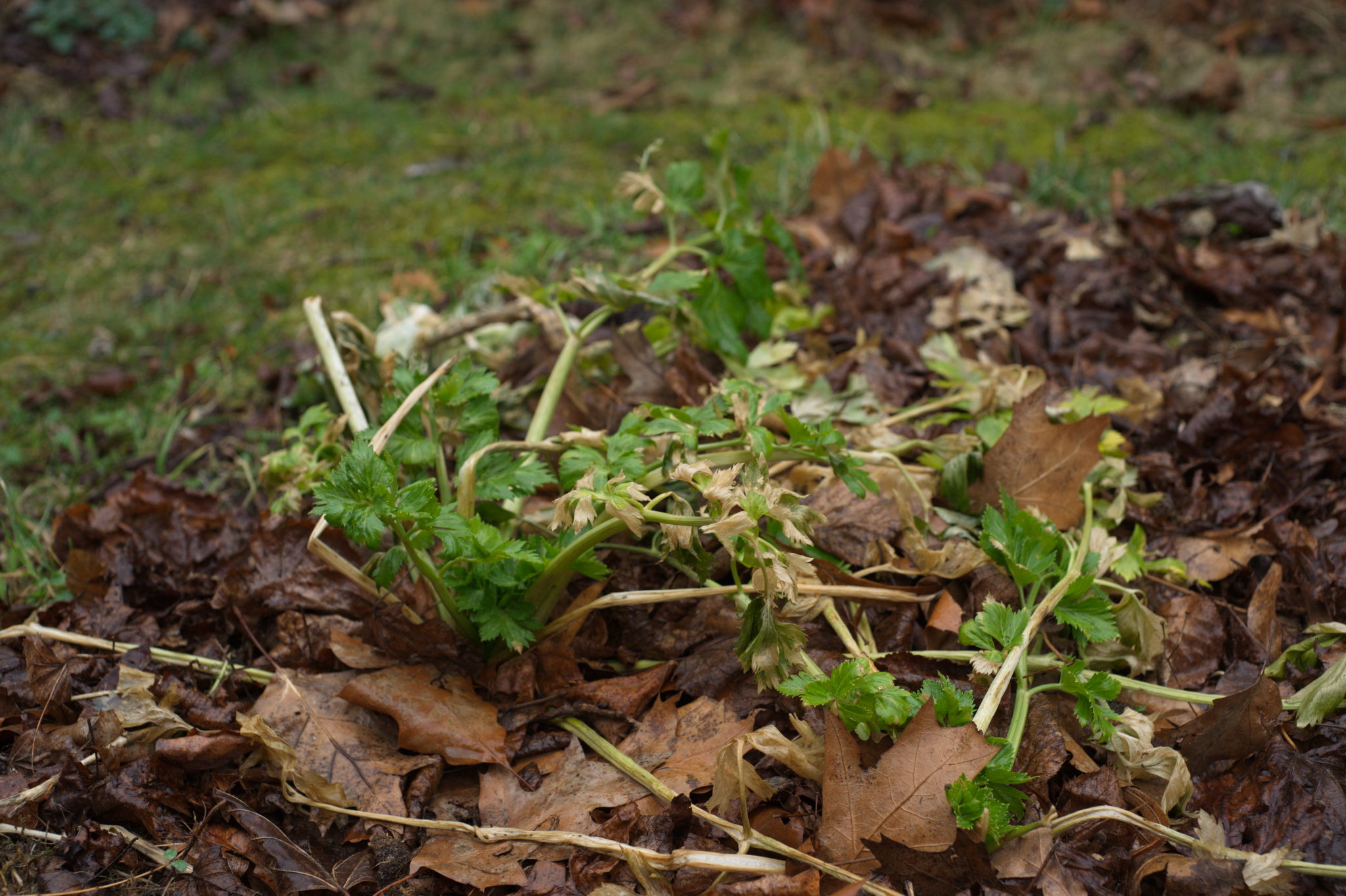 Grün(t)raum Heimfeld im Februar